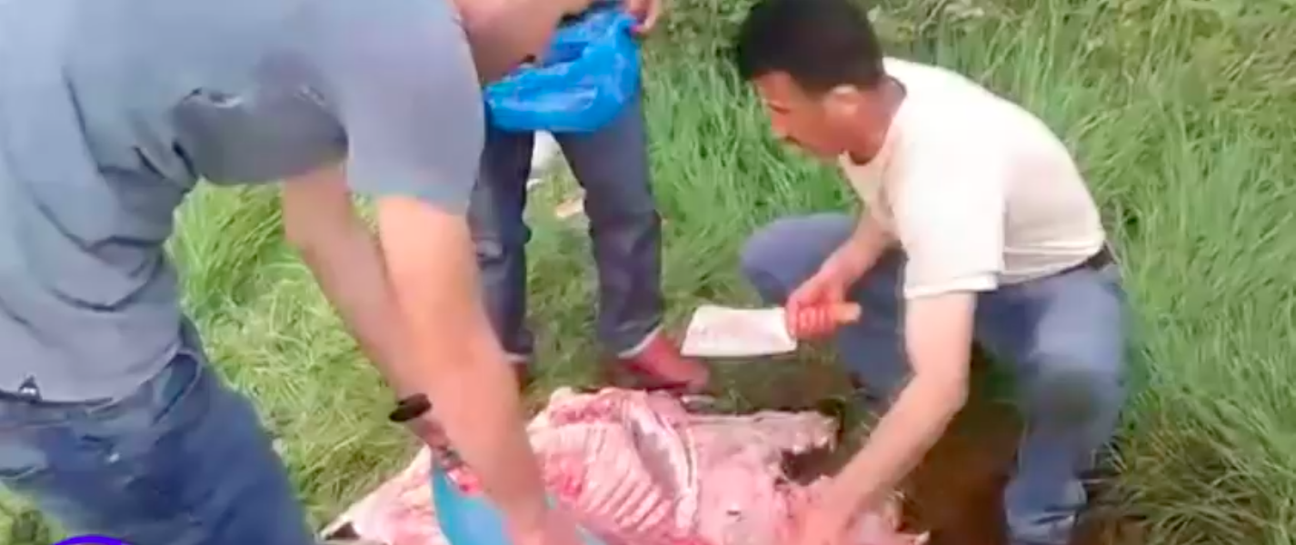 Λέσβος: Κτηνοτρόφος πιάνει στα «πράσα» παράνομους μετανάστες να σφάζουν τα ζώα του (βίντεο)