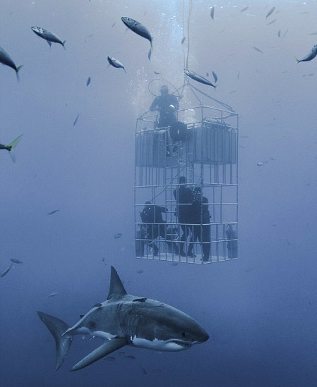 Λευκός καρχαρίας 6 μέτρων γυροφέρνει απειλητικά κλουβί με δύτες (fvt;o)