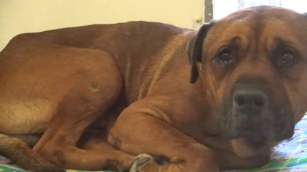 Ένας σκύλος δεν μπορεί να σταματήσει να κλαίει όταν τα αφεντικά του τον εγκαταλείπουν σε καταφύγιο (βίντεο)