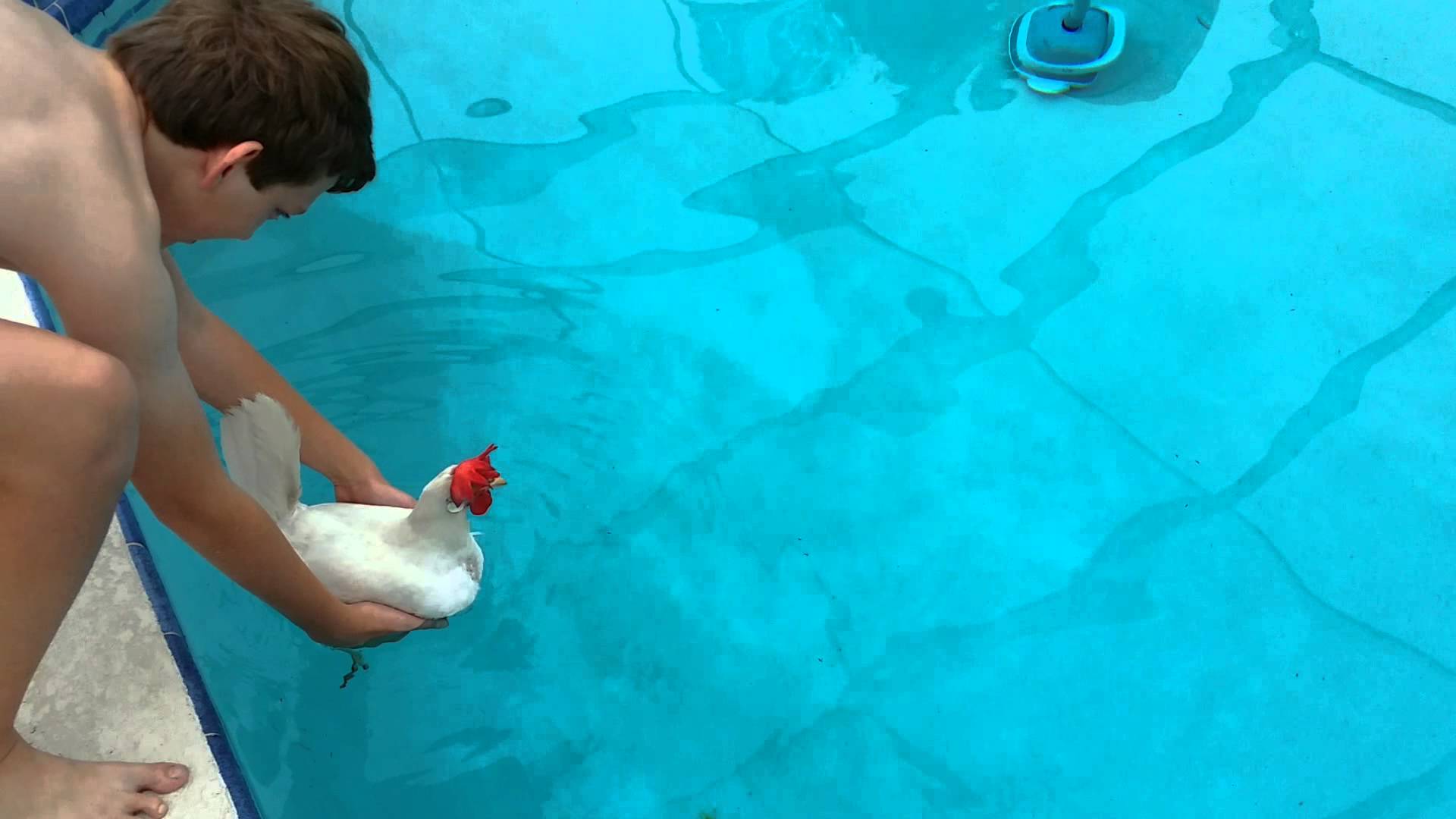 Βίντεο: Μπορεί μια κότα να κολυμπήσει;