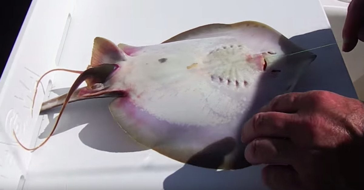 Ψαράς έμεινε έκπληκτος όταν είδε το στομάχι ενός σαλαχιού- Δείτε όμως τι θα κάνει με τα χέρια του… (βίντεο)