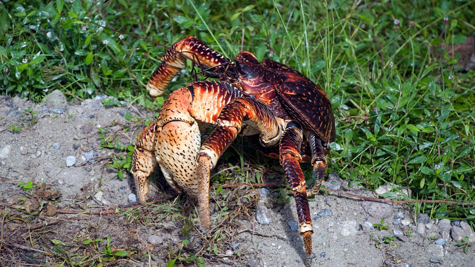 Coconut Crab: Το μεγαλύτερο είδος καβουριού στον κόσμο! (βίντεο)