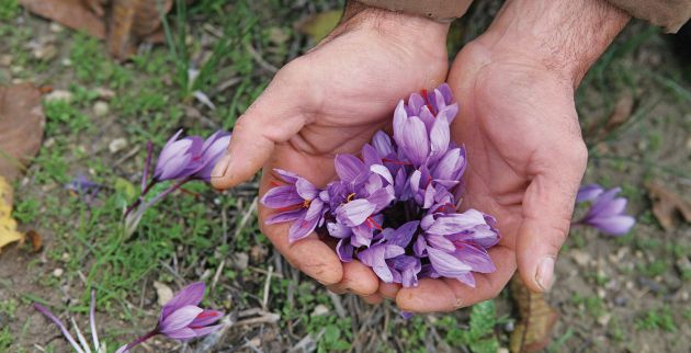 Ευεργετικές ιδιότητες «κρύβει» για τον οργανισμό ο κρόκος Κοζάνης
