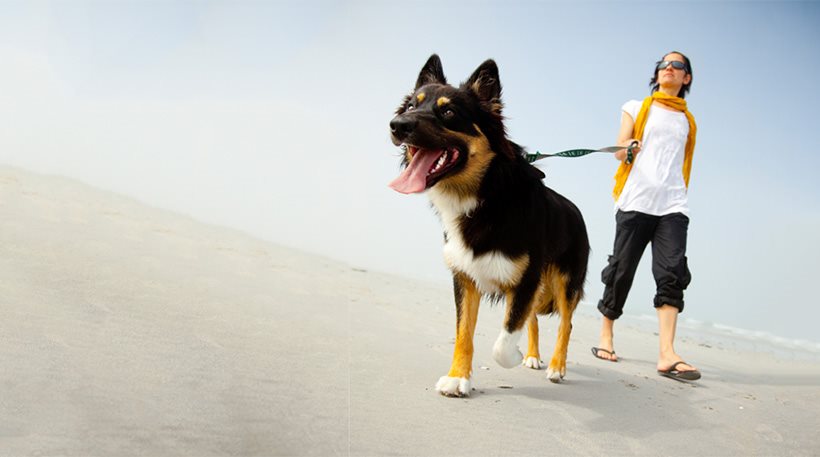 Νομοσχέδιο σοκ για τα κατοικίδια ζώα: Υποχρεωτική στείρωση αλλιώς… φόροι