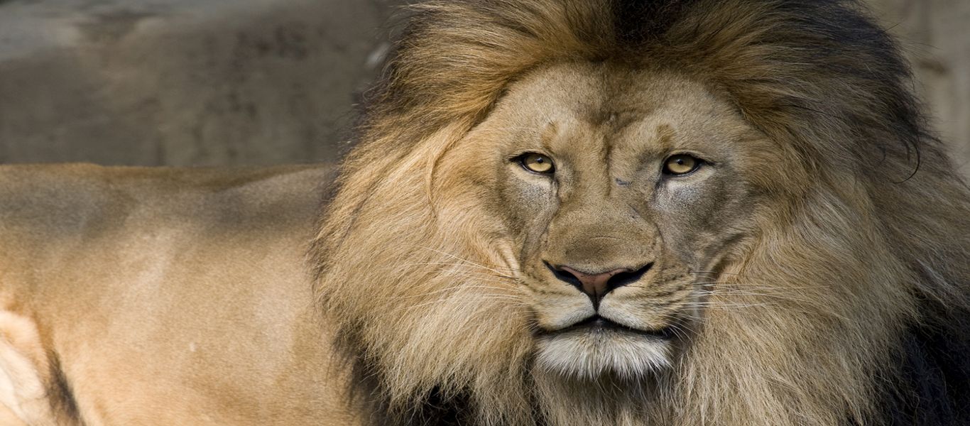 Κένυα: Ανακαλύφθηκε απολίθωμα 200.000 ετών από λιοντάρι-γίγαντα ψηλό όσο ένας άνθρωπος! (φωτό)