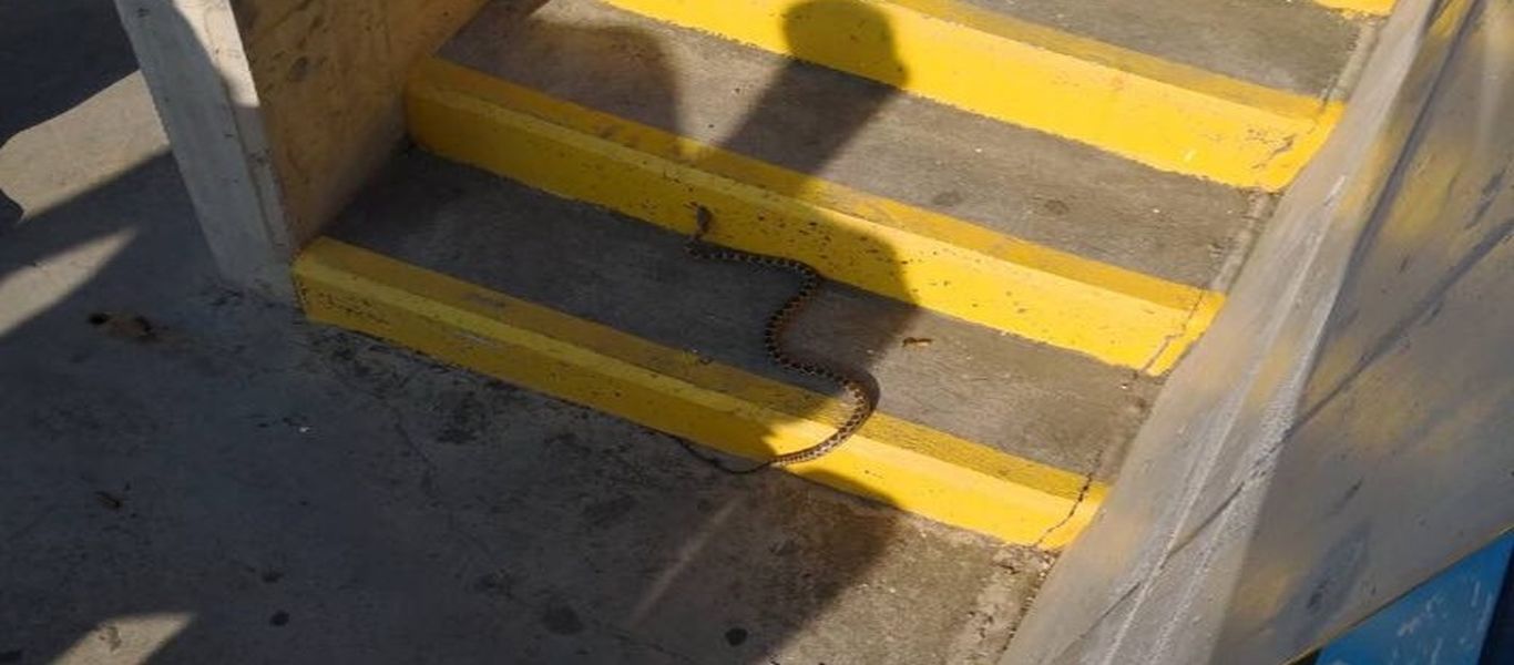 Φίδι έκανε την εμφάνισή του στις κερκίδες του ντέρμπι ΑΠΟΕΛ-ΑΕΛ (φωτό)