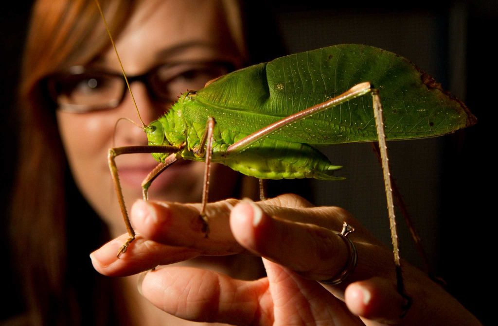 Αυτά είναι τα μεγαλύτερα έντομα του κόσμου (βίντεο)