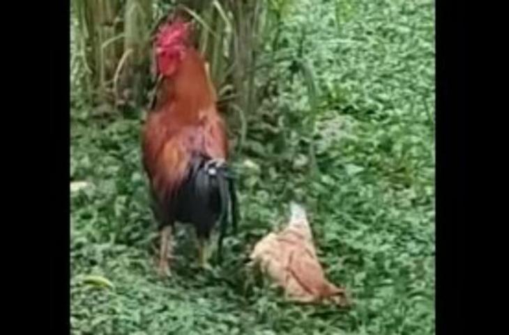 Κότα κάνει τον… ψόφιο κοριό για να αποφύγει τον κόκορα! (βίντεο)