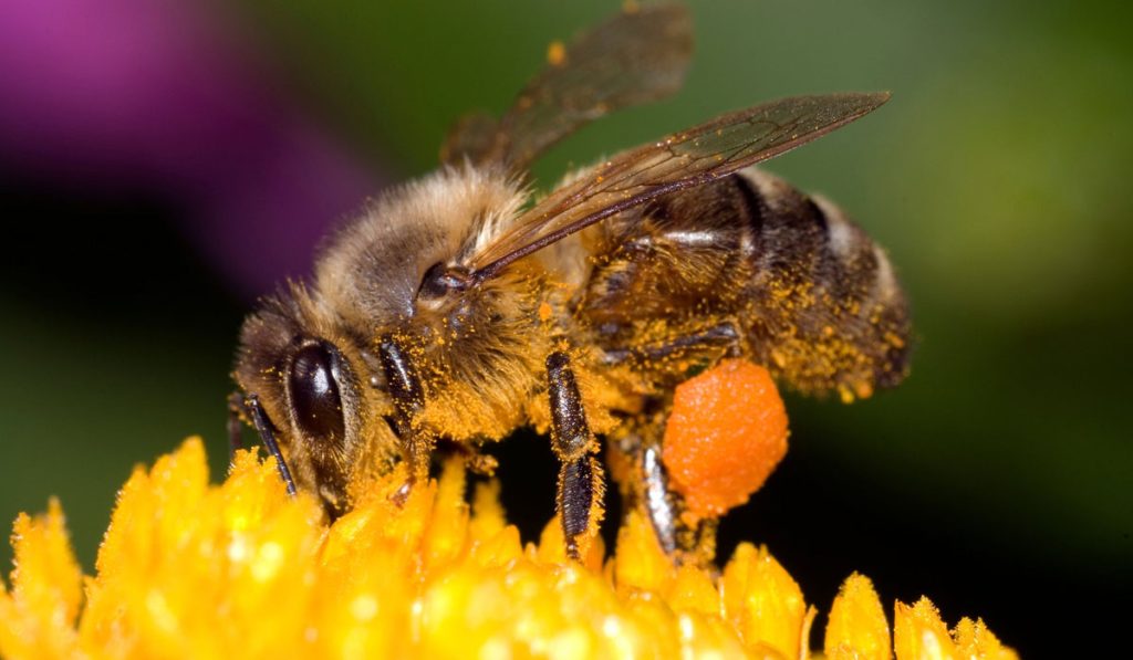 Τι πρέπει να κάνετε αν σας τσιμπήσει μέλισσα ή σφήκα;