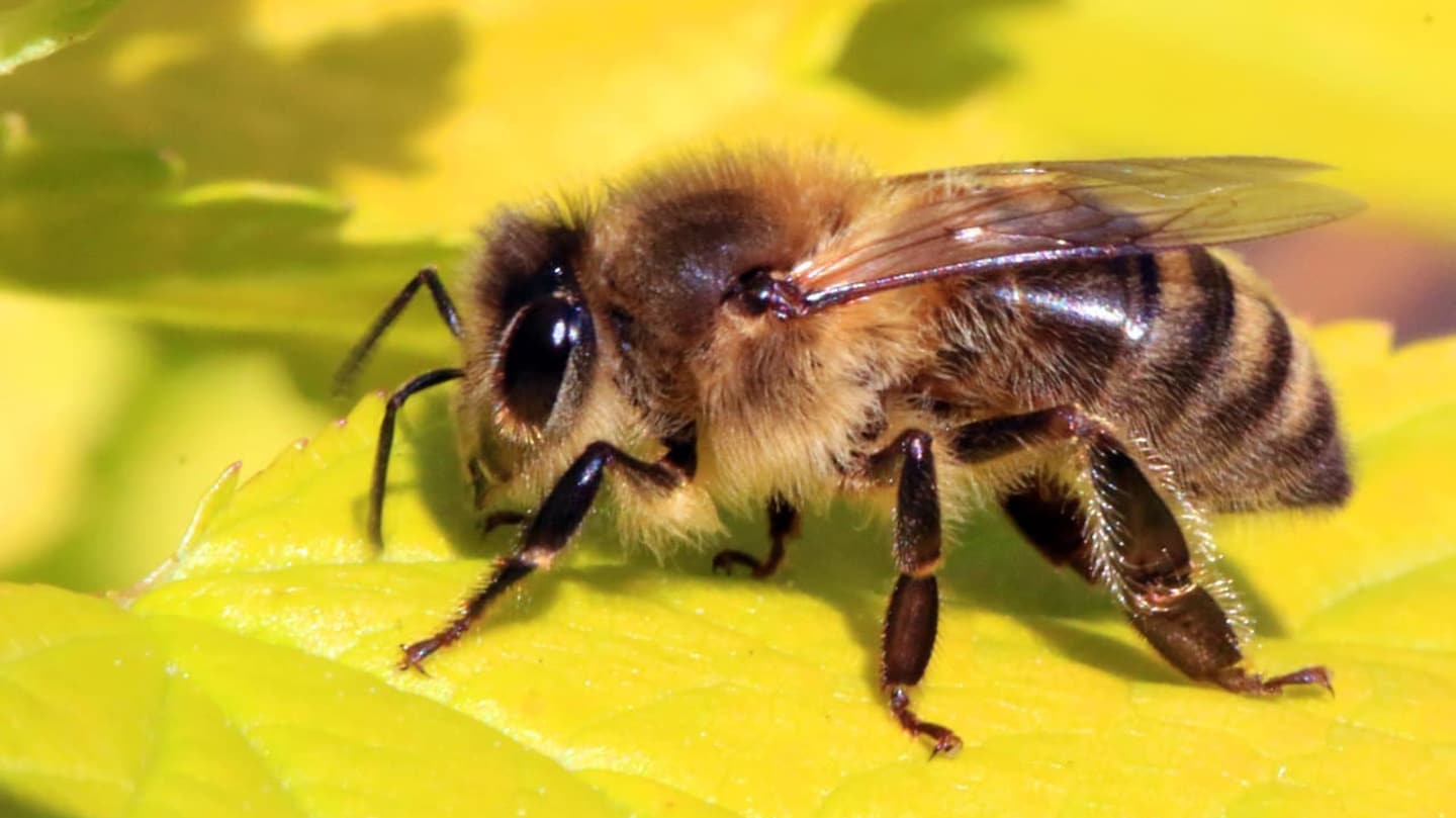 Βίντεο: Μέλισσα με «υπερφυσική δύναμη» βγάζει καρφί από τοίχο
