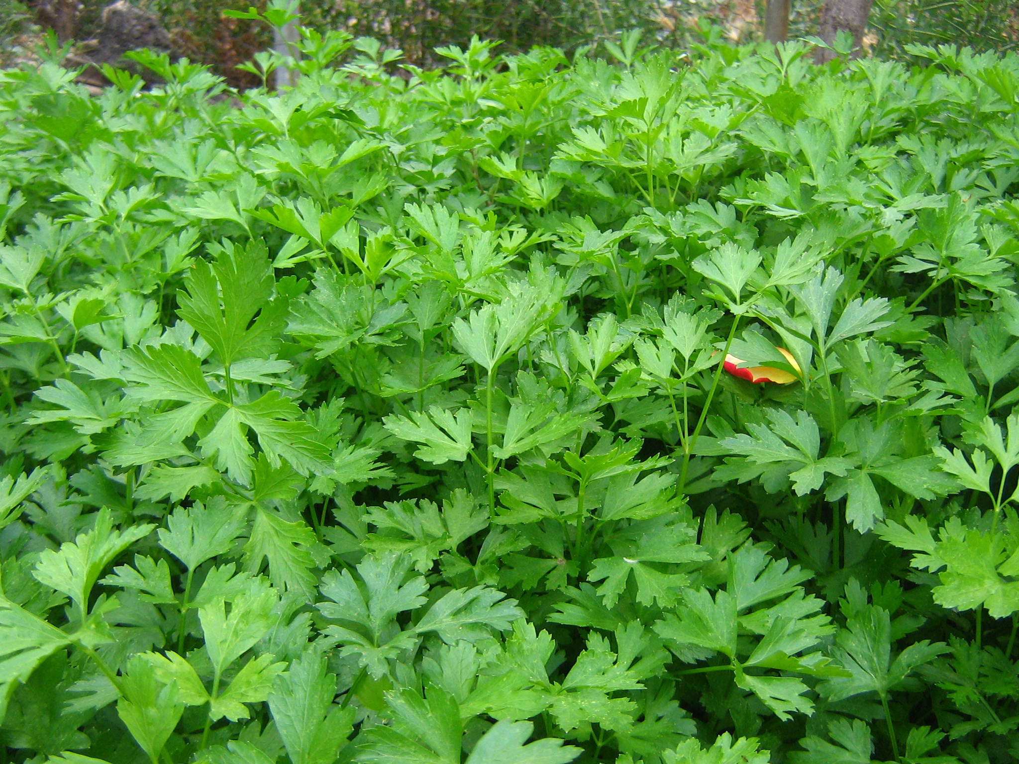 Αυτό είναι το Μεσογειακό βότανο που προστατεύει από καρκίνο και διαβήτη