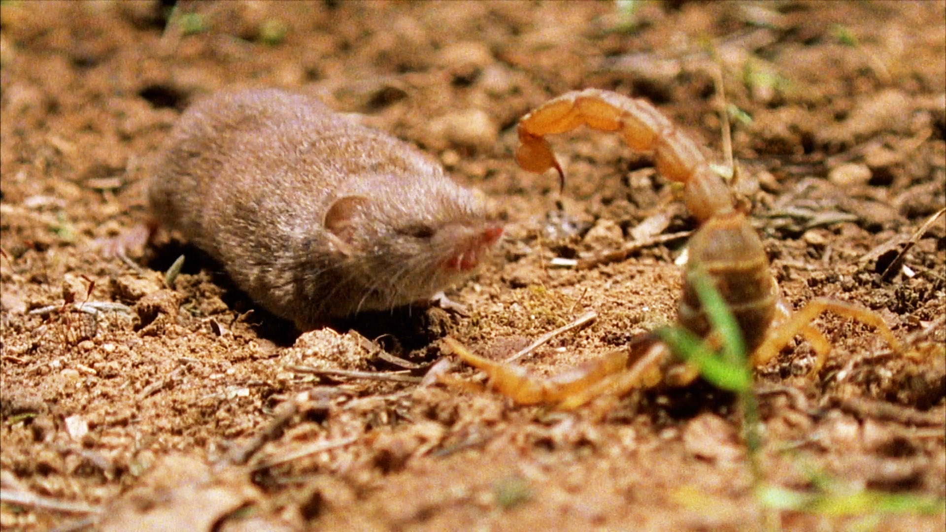 Σκορπιός εναντίον μυγαλής : Η μάχη των δυο μικρών ζώων που προκαλεί έκπληξη (βίντεο)