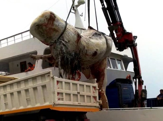 Σοκάρουν οι εικόνες με τη νεκρή φάλαινα των 7 τόνων στο Ακρωτήρι (φωτο- βίντεο)