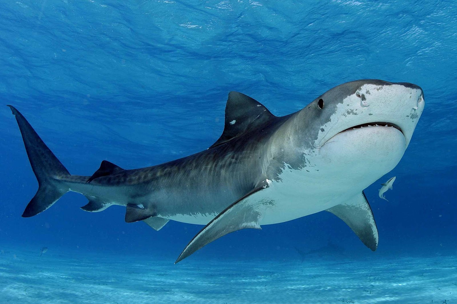 Καρχαρίας- γίγαντας αντιμετωπίζει λευκό καρχαρία 5 μέτρων και τον κόβει «στα δύο» (βίντεο)