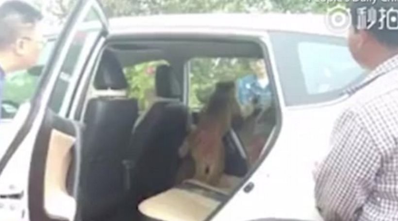 Βίντεο: Επίμονοι πίθηκοι «εισβάλουν» σε αυτοκίνητο και δεν φεύγουν χωρίς… μπανάνα