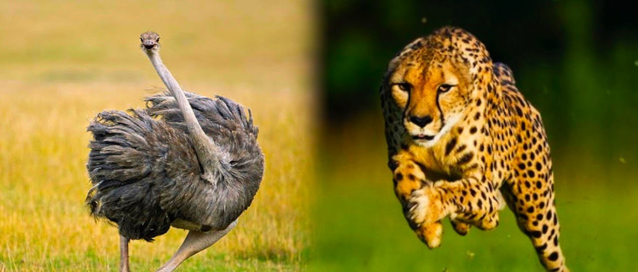 Αυτά είναι τα πιο γρήγορα ζώα στον πλανήτη – Απίστευτες διαδρομές (βίντεο)