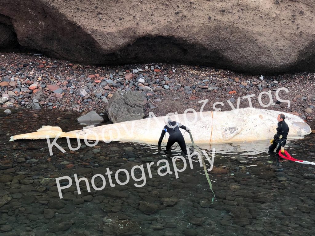 Σαντορίνη: Άνοιξαν το στομάχι της τεράστιας φάλαινας και ο λόγος για τον οποίο πέθανε είναι απογοητευτικός (φωτο-βιντεο)