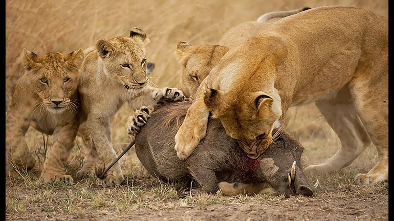 Βίντεο: Αγέλη λιονταριών κατασπαράζουν ένα αγριόχοιρο!
