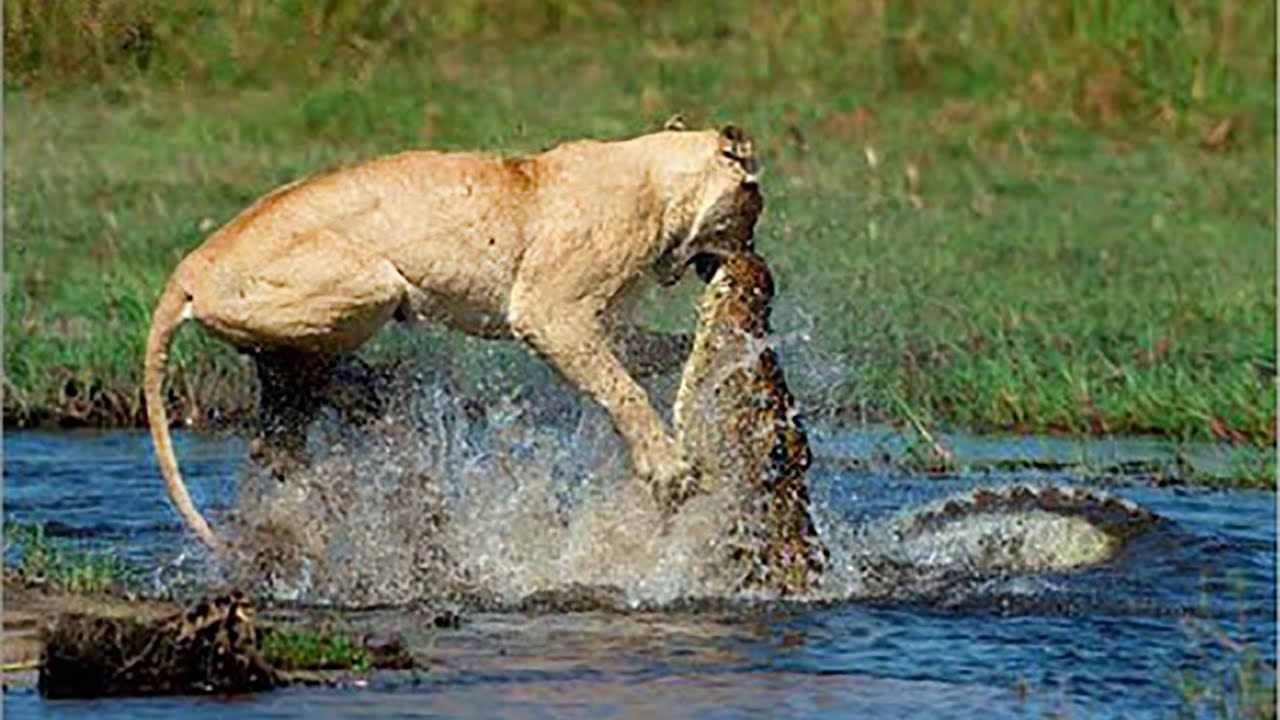 Βίντεο: Η άγρια μάχη ενός λιονταριού με έναν κροκόδειλο σε μια λίμνη