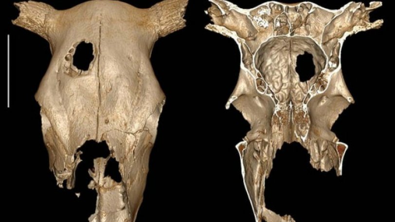 Πριν από 5.000 χρόνια οι αρχαιότερες ενδείξεις για κτηνιατρική χειρουργική