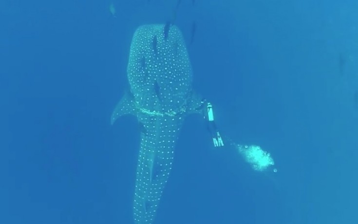 Φαλαινοκαρχαρίας «συνεργάζεται» με δύτη για τη διάσωσή του! (βίντεο)