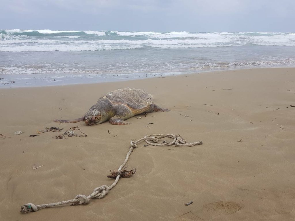 Νεκρή χελώνα εντοπίστηκε σε παραλία της Κρήτης (φωτο)