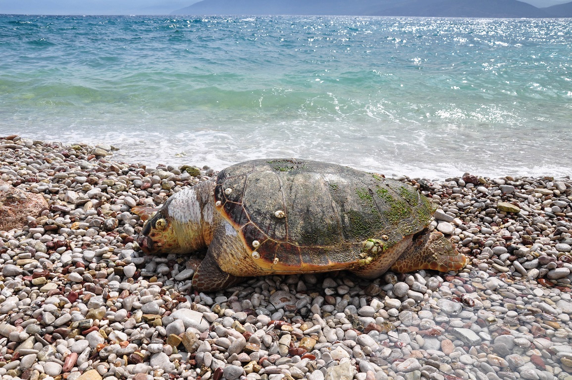 Νεκρή βρέθηκε χελώνα καρέτα-καρέτα σε παραλία της Κρήτης
