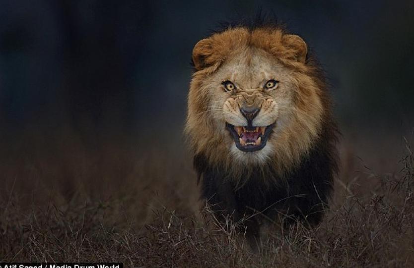 Βίντεο: Θαρραλέος άνδρας κάθεται δίπλα από ένα πεινασμένο λιοντάρι!