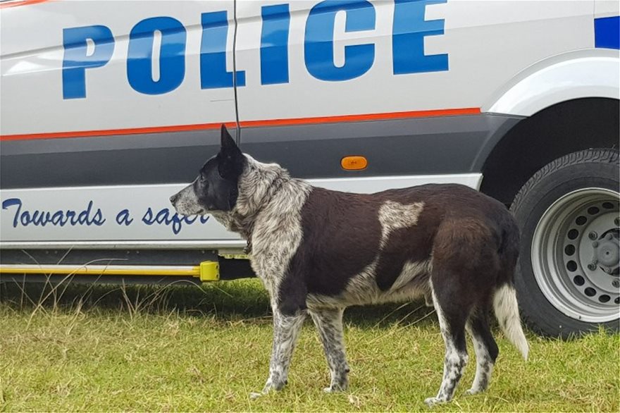 Αυστραλία: Σκύλος 17 ετών ανακηρύχθηκε επίτιμος σκύλος της αστυνομίας -Βοήθησε στη διάσωση 3χρονου κοριτσιού!