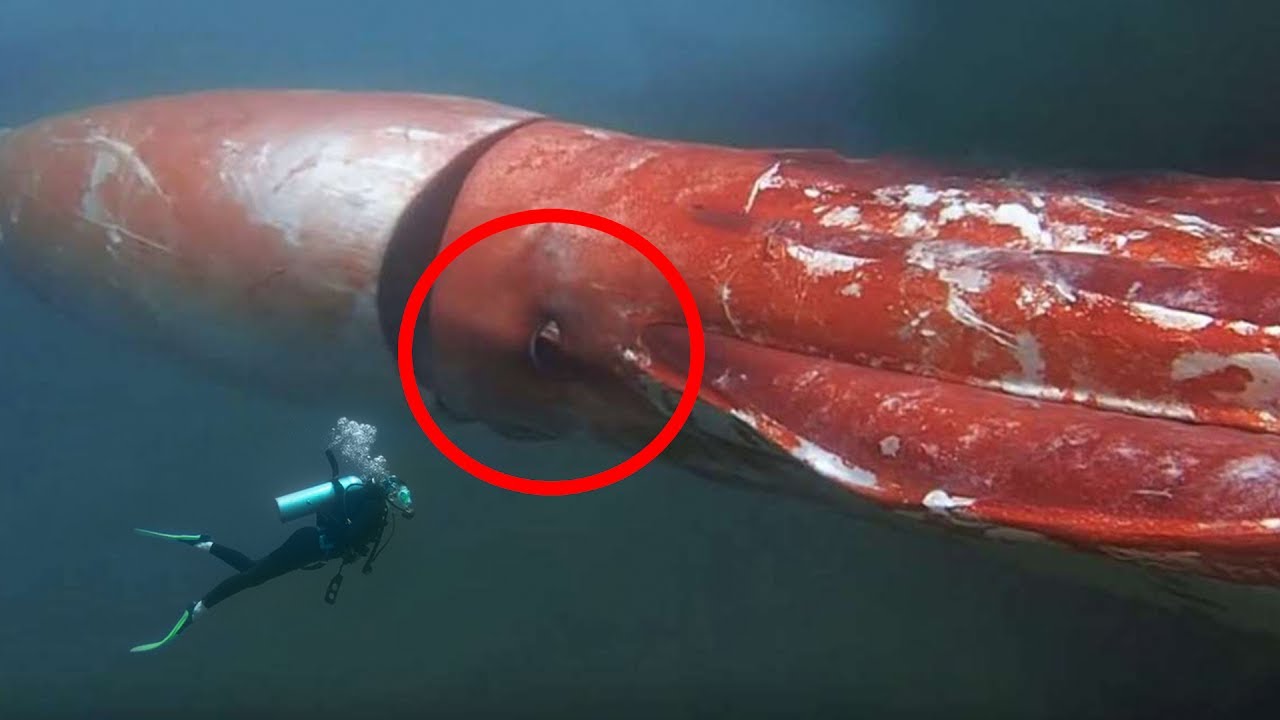 Βίντεο: Αυτά είναι τα 5 πιο περίεργα πράγματα που έχουν δει οι δύτες στους ωκεανούς!