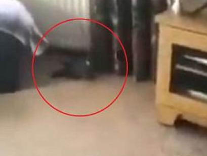 Βίντεο: Η αποτυχημένη προσπάθεια να βγάλει από το σπίτι του έναν πιγκουίνο