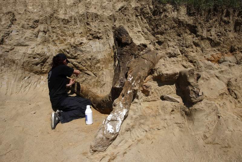 Βρήκαν προϊστορικό ελέφαντα 8 εκατ. ετών σε χωράφι στα Σκόπια (φωτό)