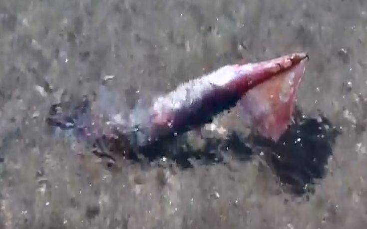Καλαμάρι-γίγας αλιεύθηκε  στο Ναύπλιο (βίντεο)