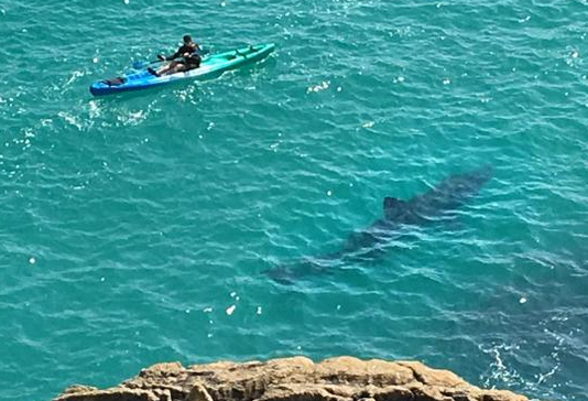 Καρχαρίας επτά μέτρων «παρενοχλεί» κανό στις βρετανικές ακτές (φωτό-βίντεο)