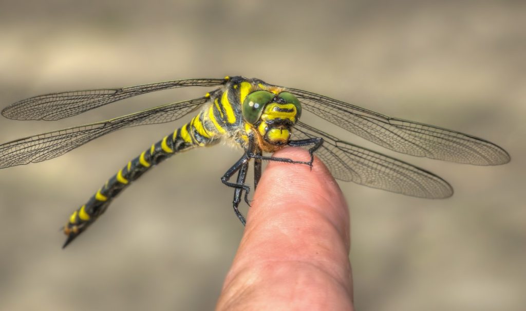 Βίντεο: Τί θα συνέβαινε αν εξαφανίζαμε κάθε έντομο;