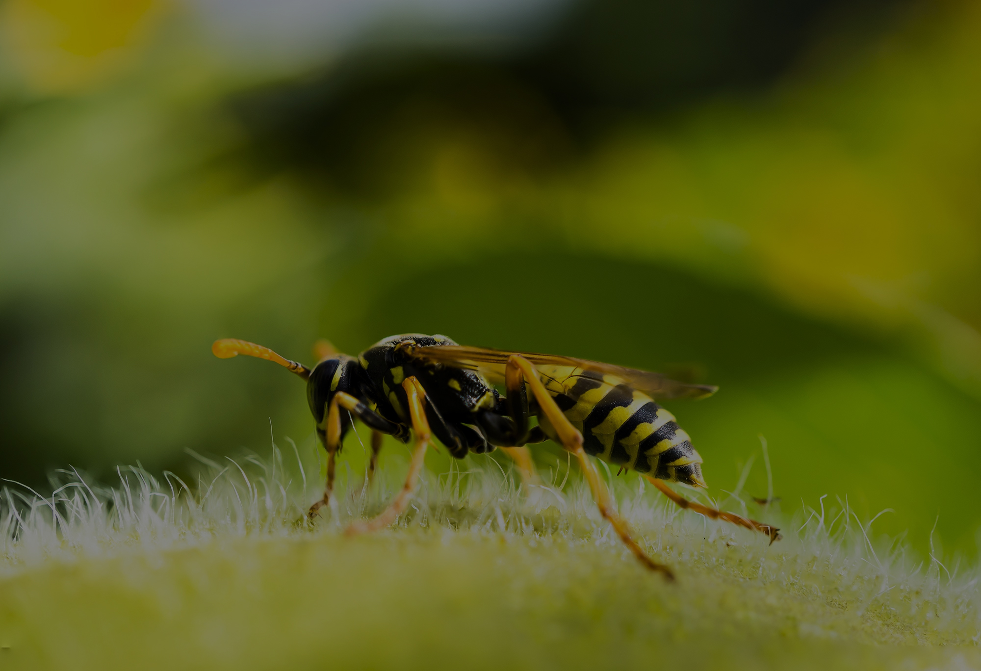 Παραλίγο τραγωδία από τσίμπημα μέλισσας στην γλώσσα 55χρονης από την Κρήτη