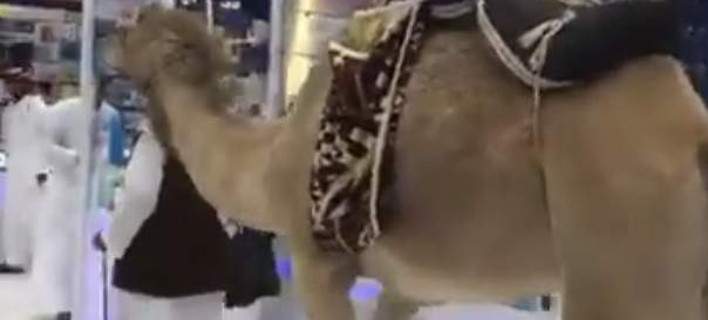 «Επικός» Σαουδάραβας: Πήγε με την … καμήλα του για ψώνια σε εμπορικό κέντρο! (βίντεο)