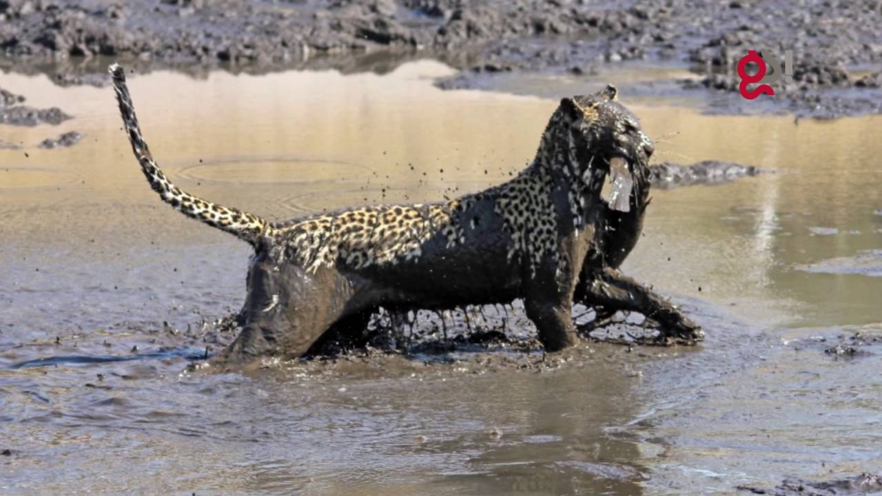 Βίντεο: Λεοπάρδαλη εισβάλει μέσα σε μια λίμνη και πιάνει το θήραμα της