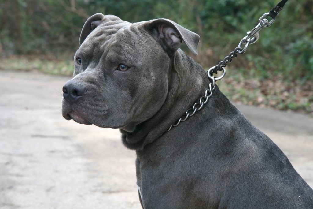 Ο σκύλος του Hulk: Δείτε το πιο θηριώδες Pitbull στον κόσμο ζυγίζει 78 κιλά (βίντεο)