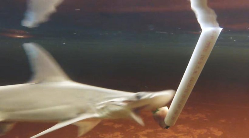 Επιστήμονες ανακάλυψαν τον πρώτο… vegetarian καρχαρία: Επιβιώνει τρώγοντας φύκια!