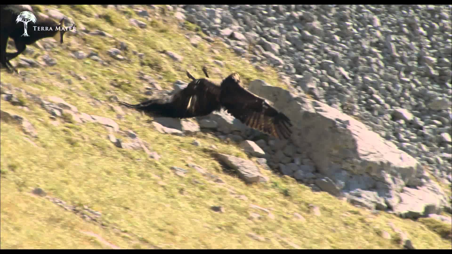 Βίντεο: Δείτε τι έγινε όταν ένας χρυσαετός επιτέθηκε σε έναν αίγαγρο σε πλαγιά της Κρήτης!