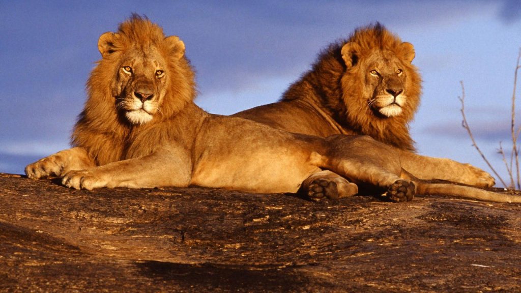 Βίντεο: Βουβάλια και λιοντάρια μάχονται μέχρι θανάτου – Ποιος θα είναι ο νικητής;