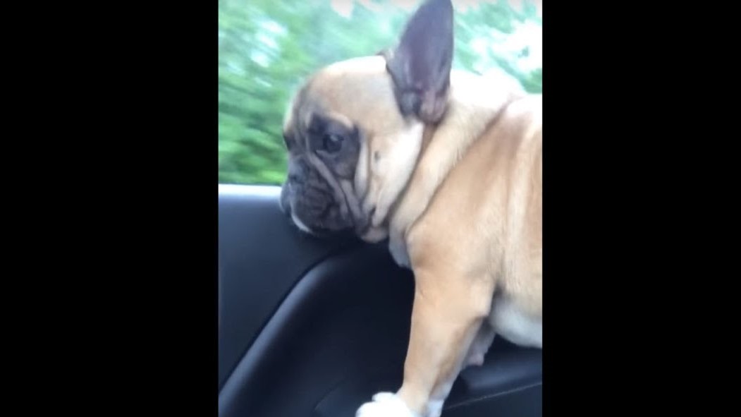 Ο σκύλος που τραγουδάει… Adele! (βίντεο)