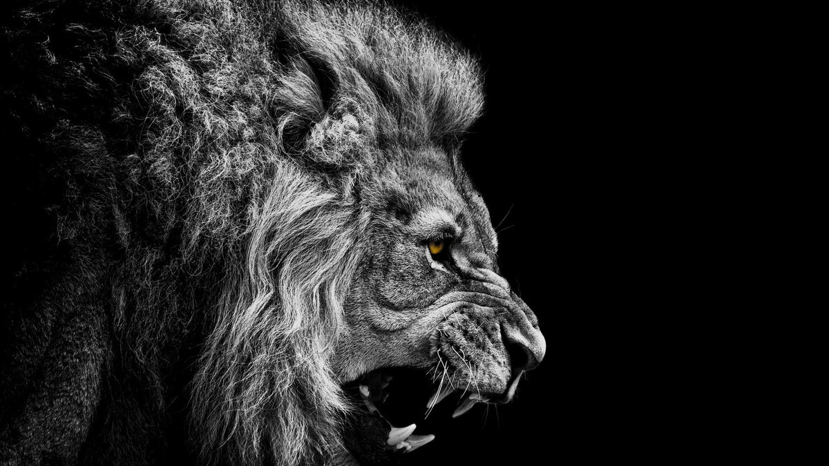 Η δύναμη του λιονταριού – Εντυπωσιακά πλάνα από τον «βασιλιά των ζώων» (βίντεο)