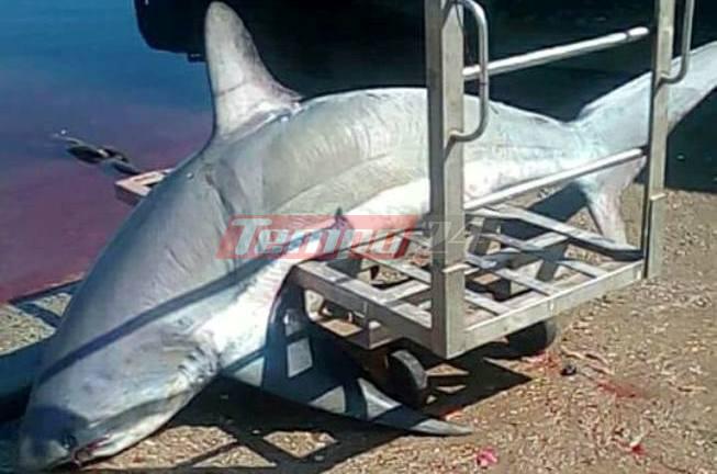 Επιασαν καρχαρία «αλεπού» 200 κιλών στον Πατραϊκό (φωτο)