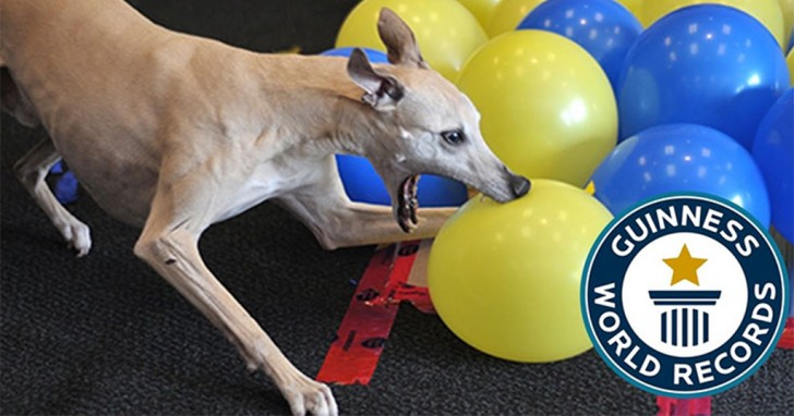 Σκύλος σκάει 100 μπαλόνια σε λίγα δευτερόλεπτα και… γίνεται ο νέος κάτοχος Ρεκόρ Γκίνες! (βίντεο)