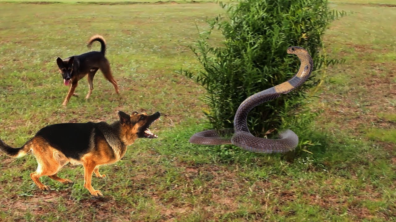 Βίντεο: Η μονομαχία δύο σκύλων με ένα φίδι – Ποιος θα βγει νικητής;