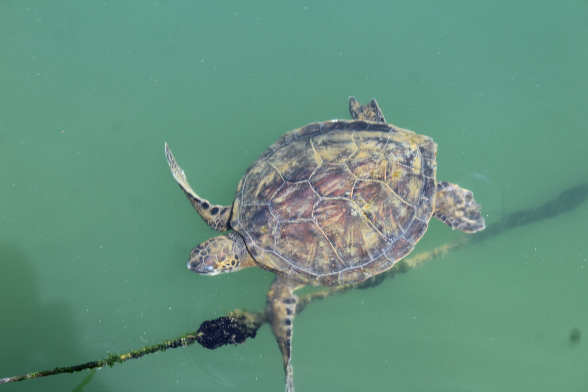 H πιο σπάνια πράσινη χελώνα στην Ελλάδα εντοπίστηκε στην Αμφιλοχία (φωτό)