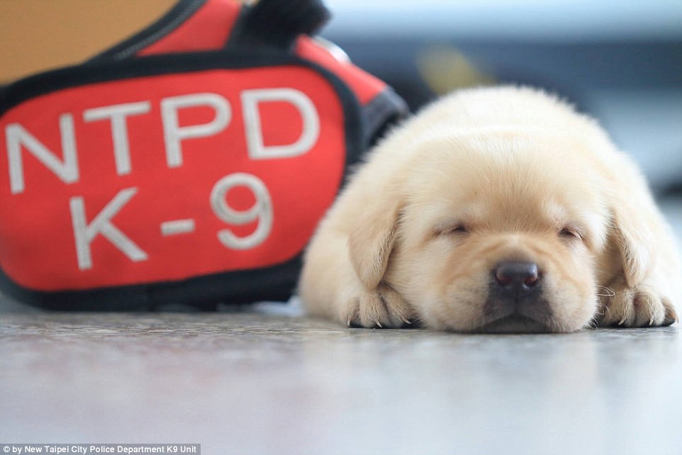 Φουσίν: Το νέο… «φονικό όπλο» της αστυνομίας της Ταϊβάν (φωτό, βίντεο)