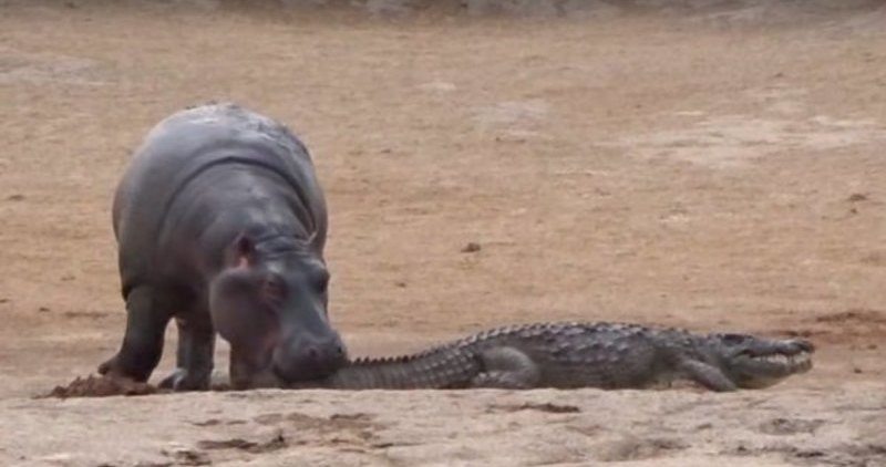 Τι συνέβη όταν ένα μωρό ιπποπόταμος πήγε να παίξει με έναν κροκόδειλο (βίντεο)